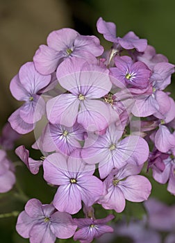 Lunaria annua silver dollar money plant moonwort Cruciferae plant with beautiful purple flower seeds inside a green coin-like pod