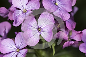 Lunaria annua silver dollar money plant moonwort Cruciferae plant with beautiful purple flower seeds inside a green coin-like pod