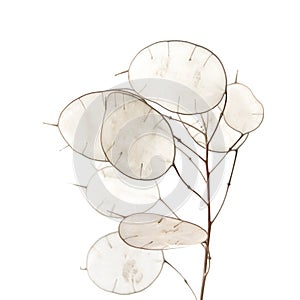 Lunaria annua, silver dollar plant