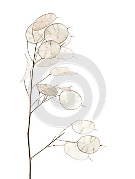 Lunaria annua, silver dollar plant