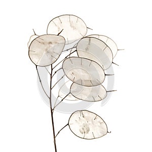Lunaria annua, silver dollar plant photo