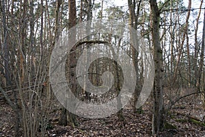 Lunaria annua with silvery coin-shaped leaves in the Berlin forest in February. Berlin, Germany photo