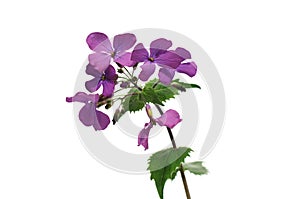 Lunaria, flower stage honesty