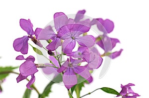 Lunaria, flower stage honesty