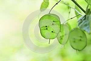 Lunaria flowering Plant with green unripe seedpod leaves in the garden.