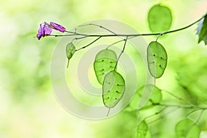 Lunaria flowering Plant with green unripe seedpod leaves in the garden.