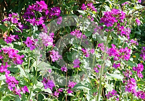 Lunaria or Honesty flowers in the garden.