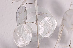 Lunaria plant