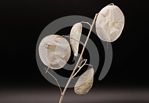 Lunaria plant
