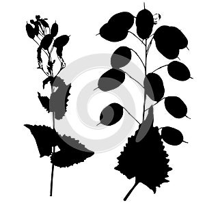 Lunaria plant, vector illustration from a herbarium