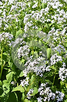 Lunaria redeviva pale pink flowers