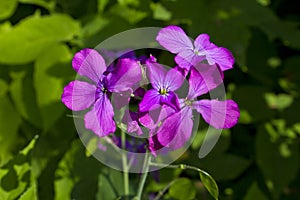 Lunaria rediviva