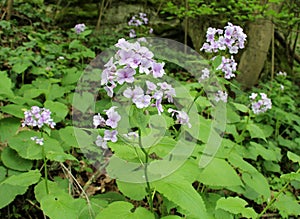 Lunaria rediviva blooms in the forest in spring