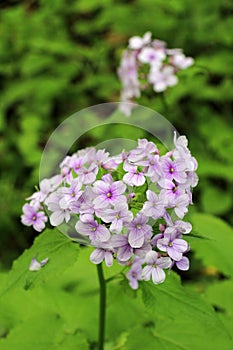 Lunaria rediviva blooms in the forest in spring