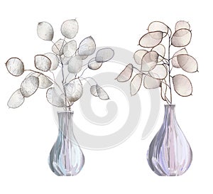 Lunaria rediviva branches in vases