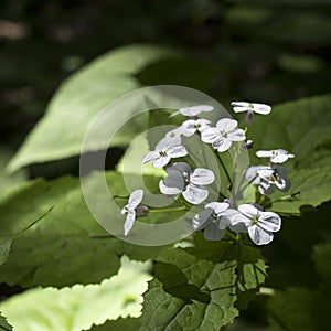 Lunaria rediviva, known as perennial honesty, is a hairy-stemmed perennial herb found throughout Europe. Unique forest beech