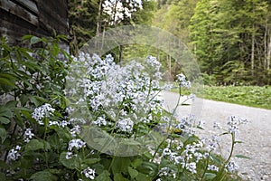 Lunaria rediviva plant in bloom