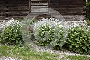 Lunaria rediviva plant in bloom