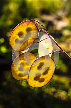 Lunaria seeds in stitches