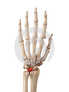 The lunate bone