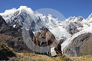 Lunch Break in the Andes Mountains