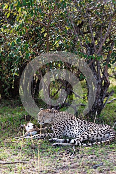 Lunch cheetah in dense thickets. Masai Mara, Kenya