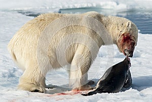 Lunch for Polar Bear