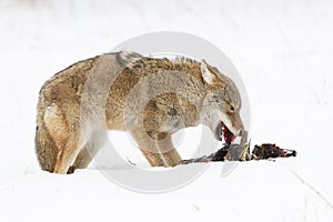 It is lunch time for coyote