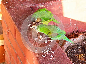 lunch time for parrots!