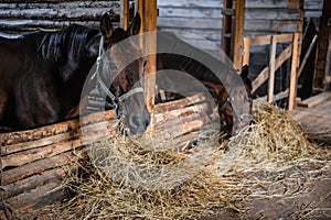 Lunch in a wooden stable, two horses eating hay from their stalls