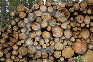 Luneburg Heath - Pile of tree trunks