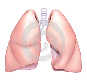 Pulmones 