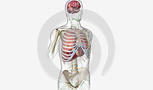 The Lung Cancer Stage IV