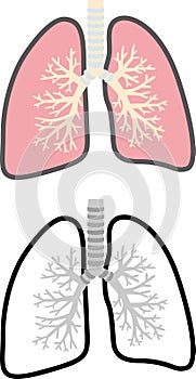 Lung cross-sectional view