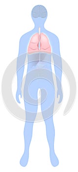 Lung highlighted on the silhouette of a human