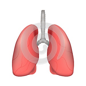 Lung of human . Respiratory system . Realistic design . Isolated . Vector illustration