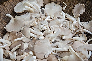 Lung or Indian Oyster mushroom