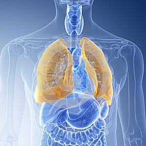 The lung photo