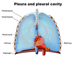 Lung pleura and pleural cavity medical  illustration on white background photo