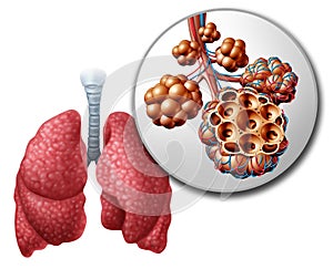 Lung Pulmonari Alveoli