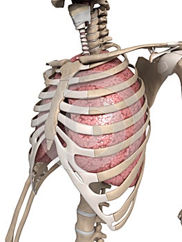 Lung and thorax