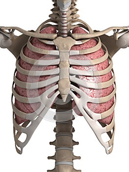 Lung and thorax