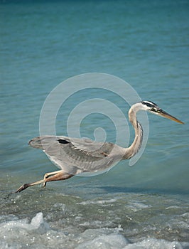 Lunging Great Blue Heron on a Gulf Coast Beach