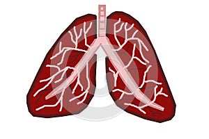 Lungs