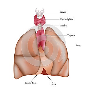 Pulmones 