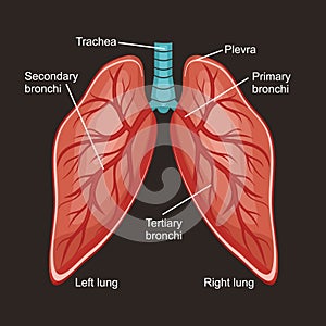 Lungs