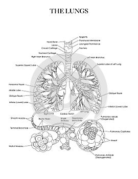 Lungs and Alveoli