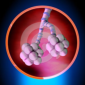 Lungs Alveoli Detail