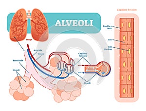 Lungs alveoli schematic, anatomical vector illustration diagram with capillary network.