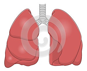 Lungs photo